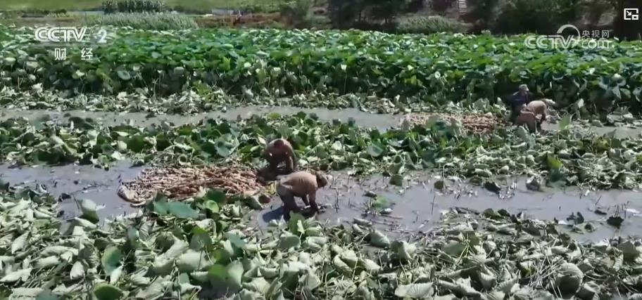 特色产业结硕果 丰收时节产销两旺