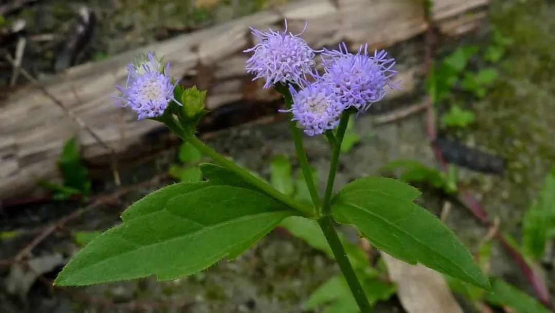 这些常见的花,见到也最好踩死 这些常见的花,见到也最好踩死