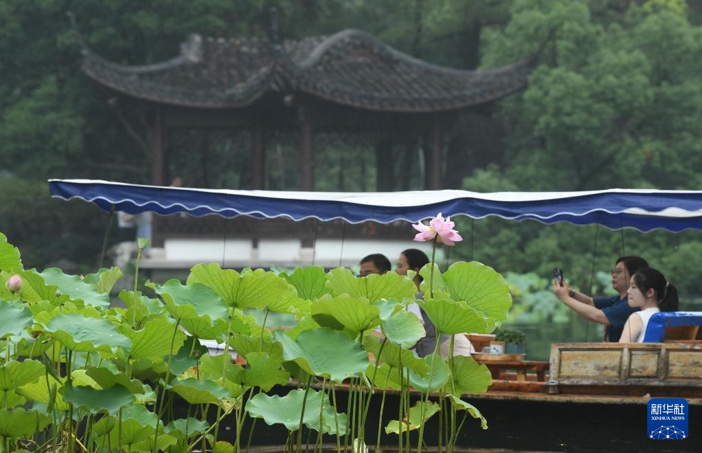 杭州:西湖荷花盛开 杭州:西湖荷花盛开