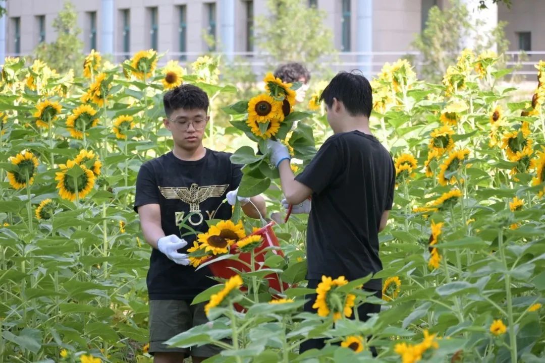 羡慕！毕业礼物是向日葵，而且是现摘的……