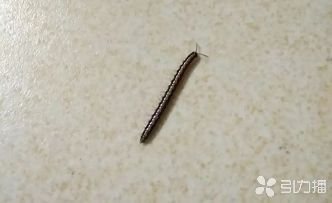 这叫马陆，别碰！