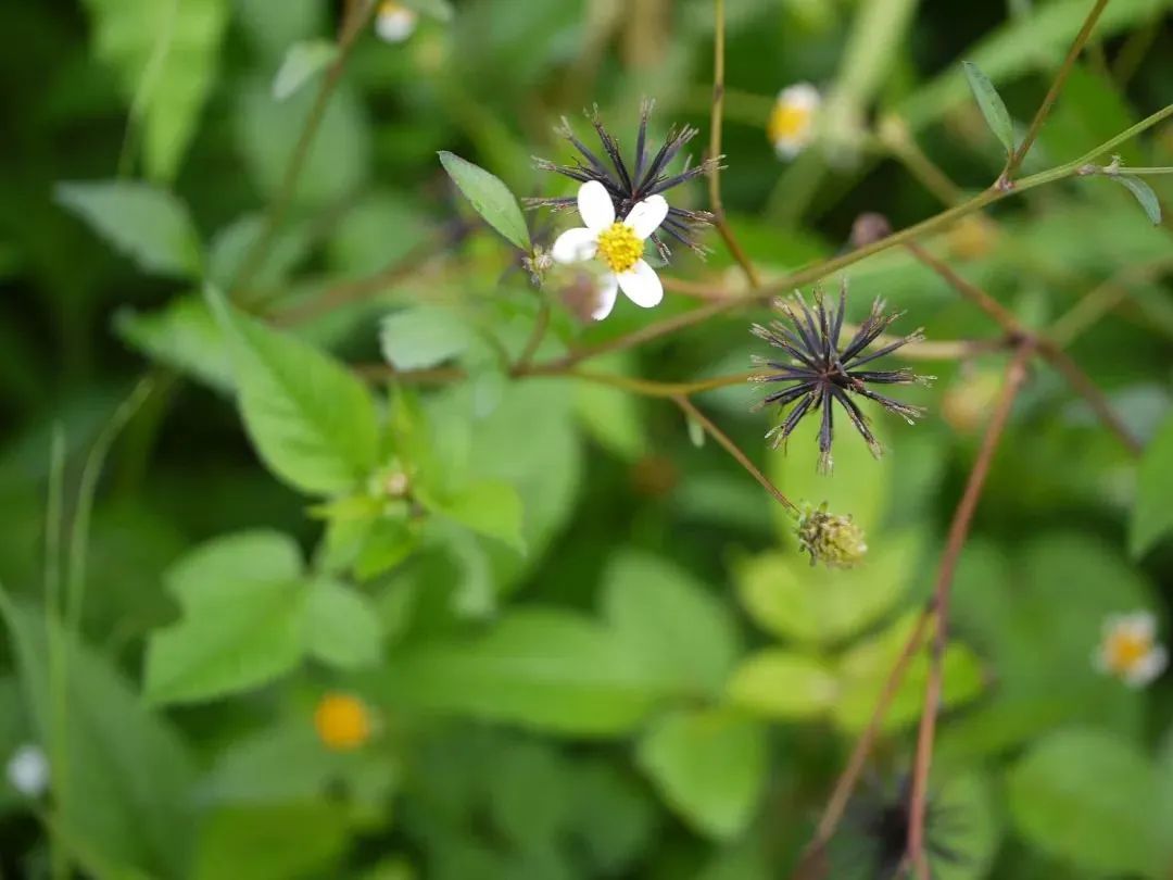 这些常见的花,见到也最好踩死 这些常见的花,见到也最好踩死