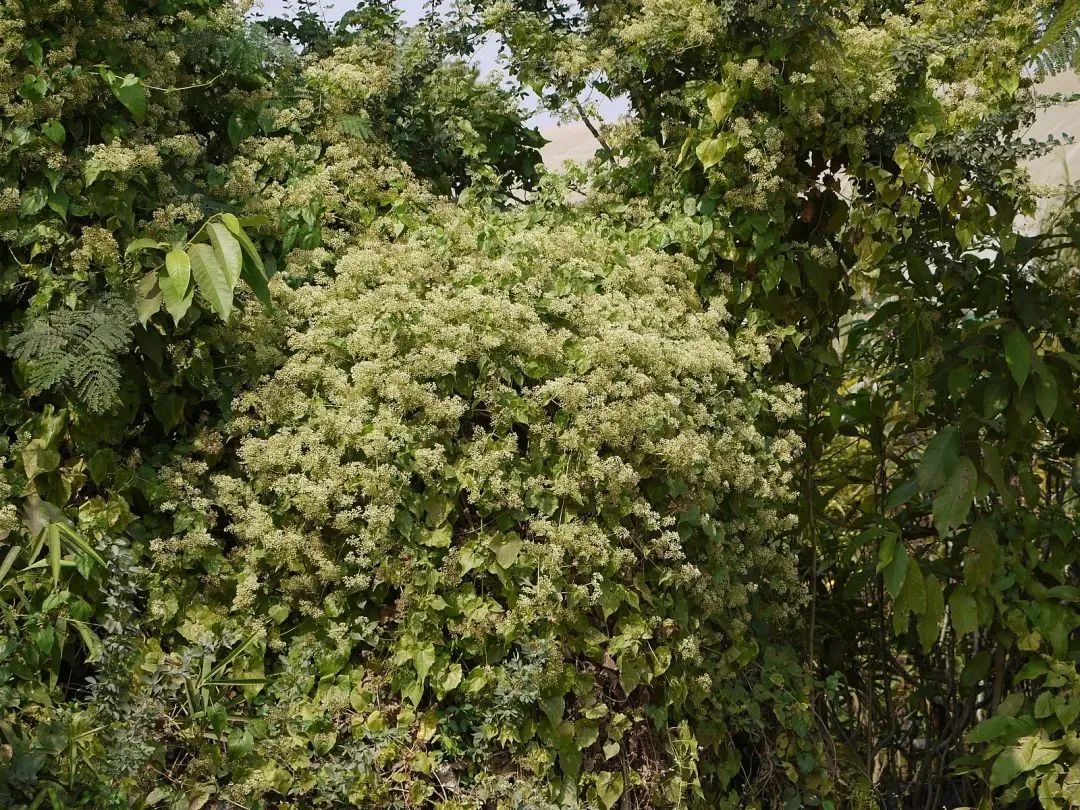 这些常见的花,见到也最好踩死 这些常见的花,见到也最好踩死