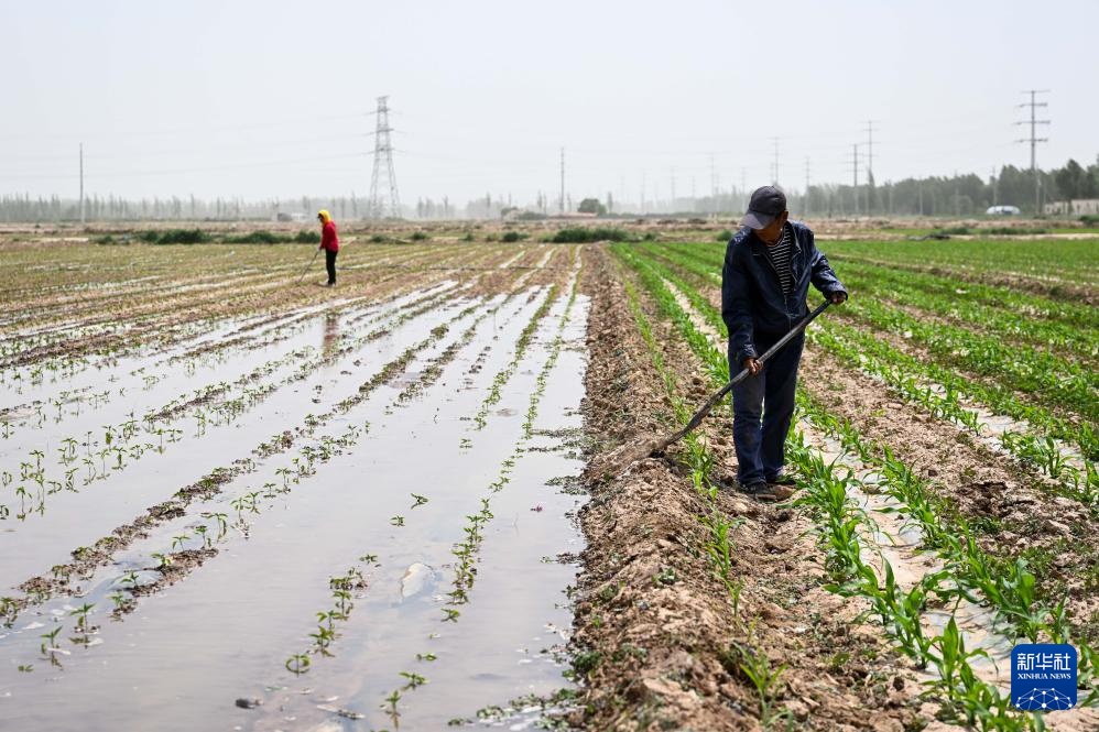 中国之城丨巴彦淖尔:黄河“几字弯”顶端上的北国江南 中国之城丨巴彦淖尔:黄河“几字弯”顶端上的北国江南