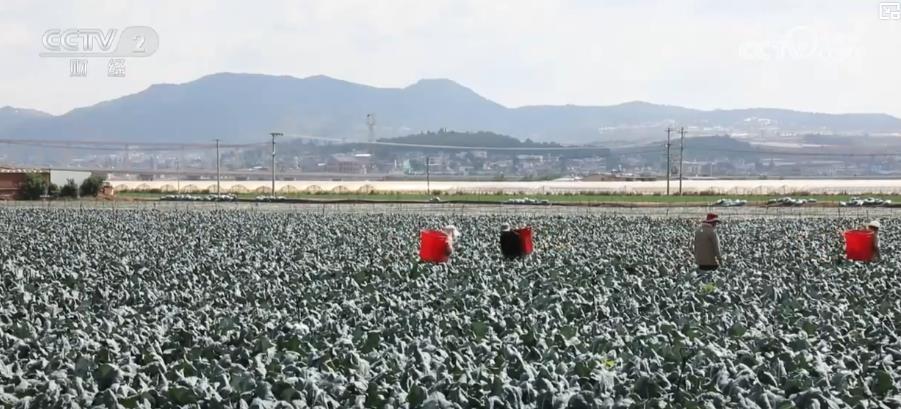 特色产业结硕果 丰收时节产销两旺