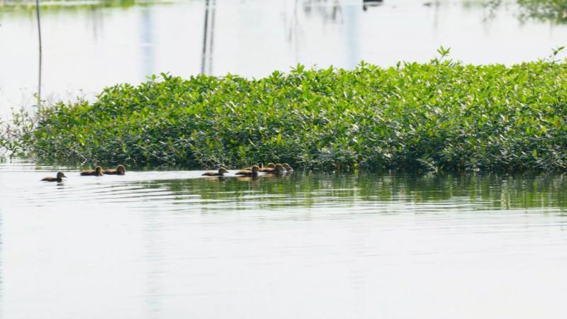 江西九江:32只青头潜鸭宝宝出巢 数量创新高 江西九江:32只青头潜鸭宝宝出巢 数量创新高