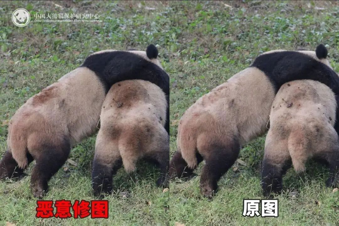 大熊猫背上有“血洞”？熊猫中心回应