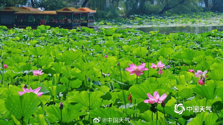 “荷”你相约 北京颐和园荷花图上新啦