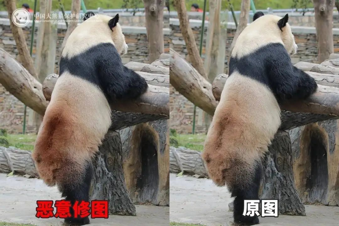 大熊猫背上有“血洞”？熊猫中心回应