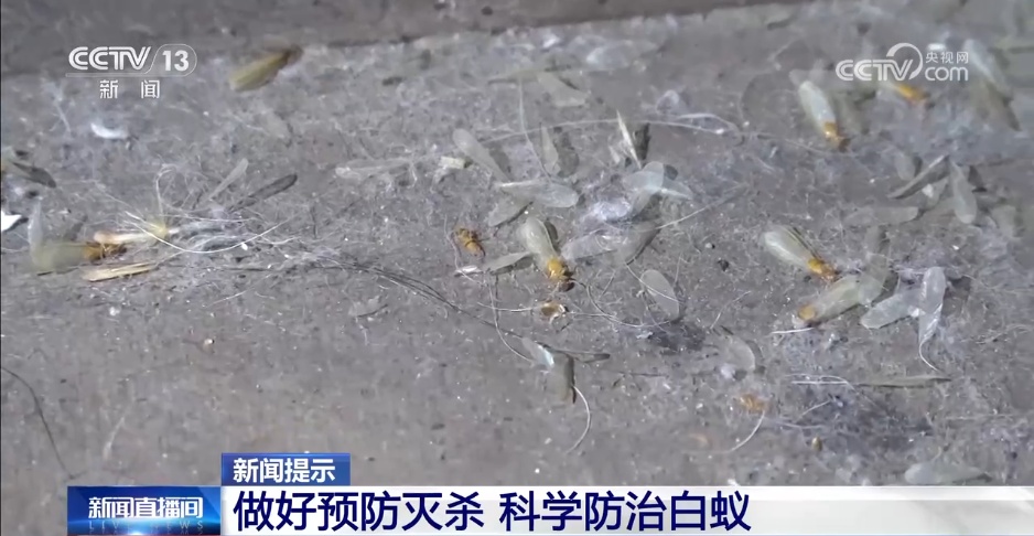 家白蚁进入繁殖活跃期 如何预防灭杀白蚁?这份建议请收好 家白蚁进入繁殖活跃期 如何预防灭杀白蚁?这份建议请收好