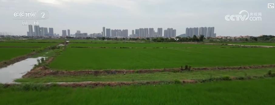 全国土地日丨从闲置地到丰收田 城市耕地实现生态经济效益双赢