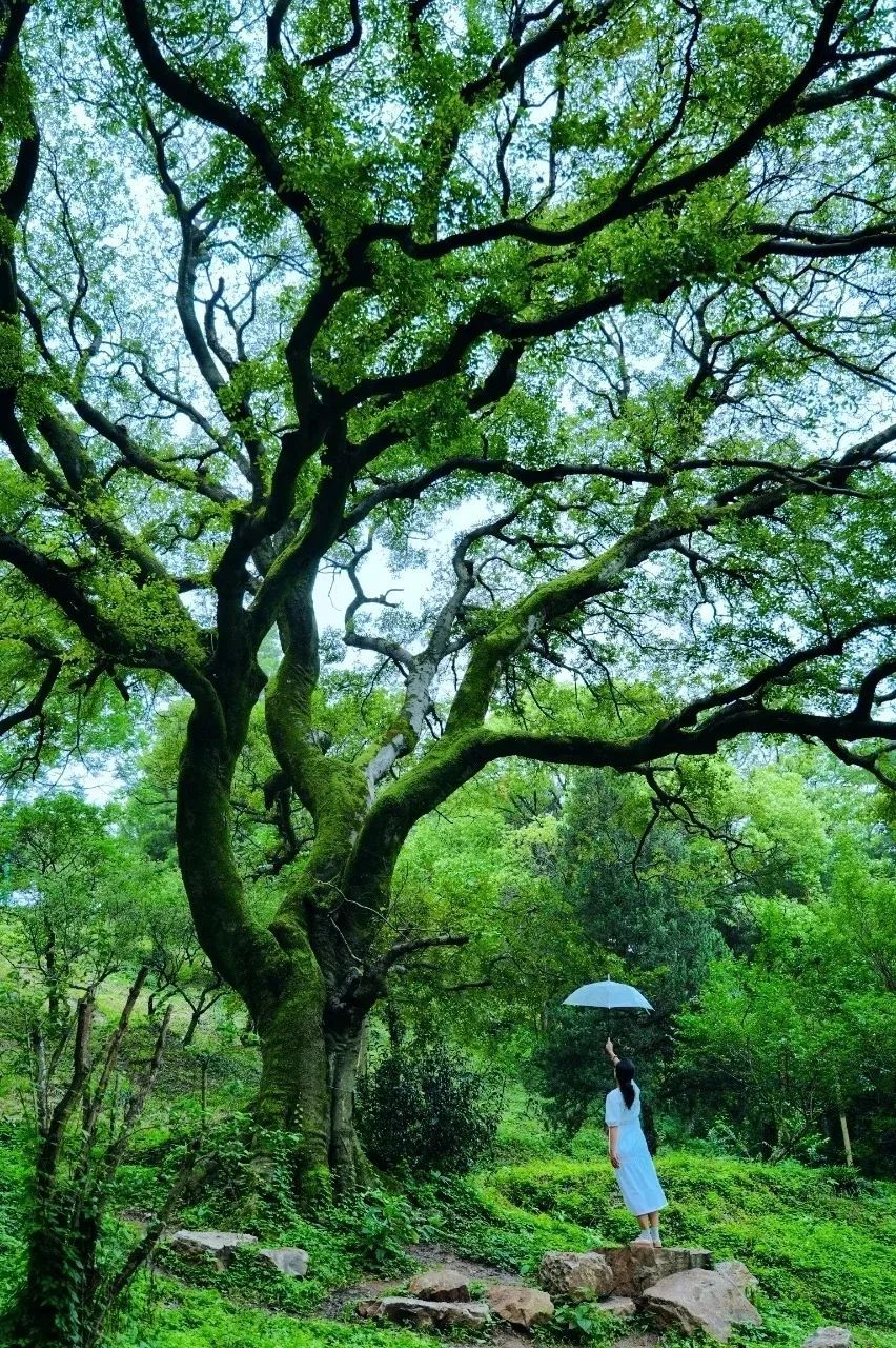 南京这棵树,刷屏了 南京这棵树,刷屏了