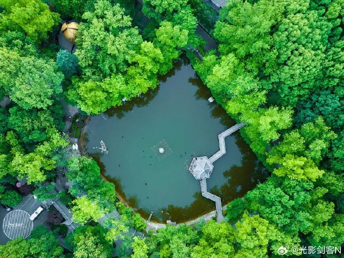 南京这棵树,刷屏了 南京这棵树,刷屏了