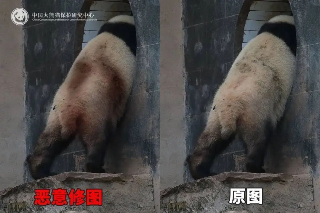 大熊猫背上有“血洞”？熊猫中心回应