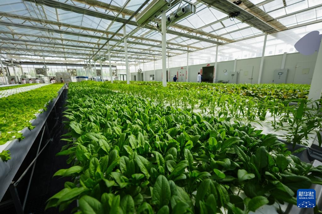 对口援疆助力戈壁兴建智慧农业植物工厂 对口援疆助力戈壁兴建智慧农业植物工厂