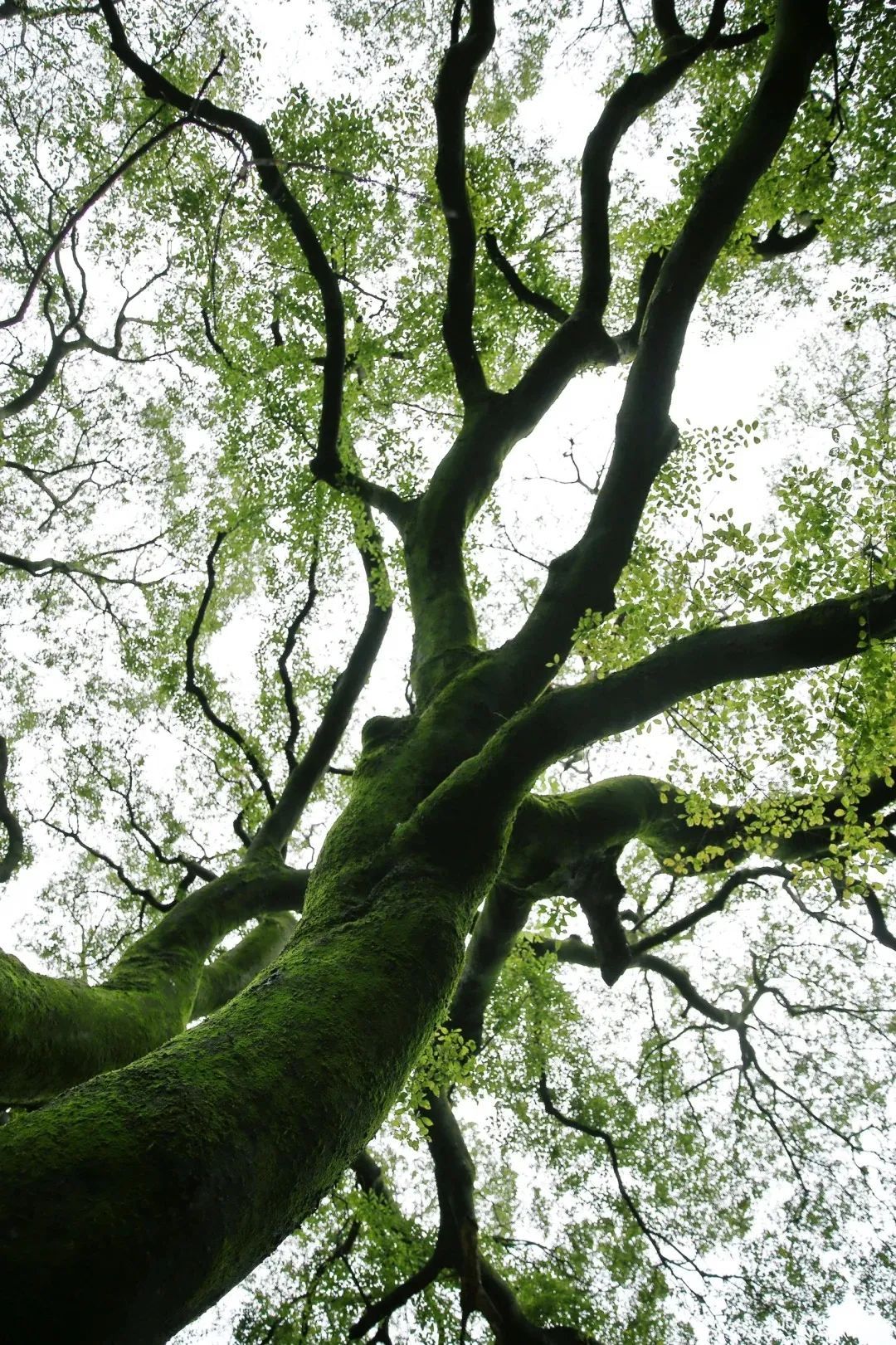 南京这棵树,刷屏了 南京这棵树,刷屏了