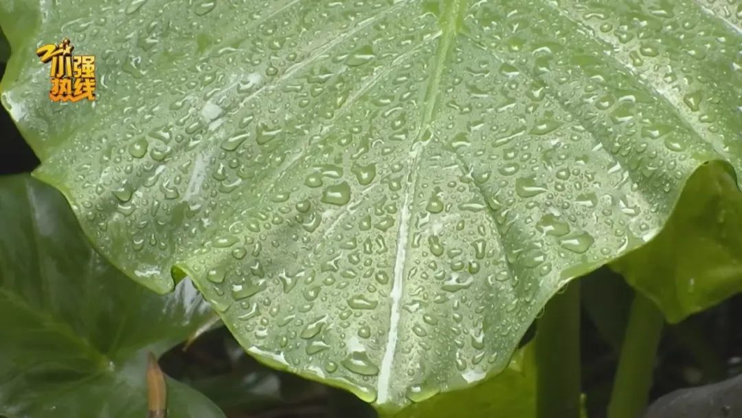 半个月减4斤!梅雨天有人靠饮食逆袭,而更多人却吃反了,赶紧自查! 半个月减4斤!梅雨天有人靠饮食逆袭,而更多人却吃反了,赶紧自查!