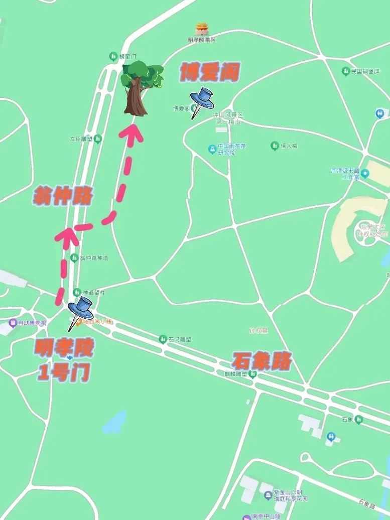 南京这棵树,刷屏了 南京这棵树,刷屏了