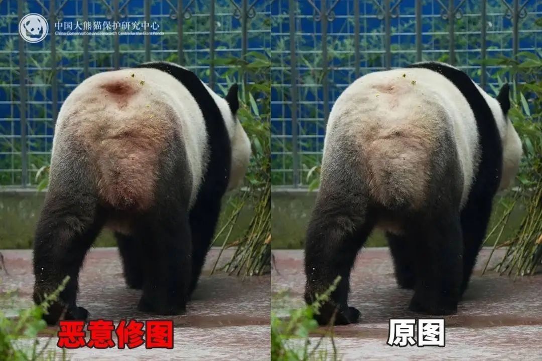 大熊猫背上有“血洞”？熊猫中心回应