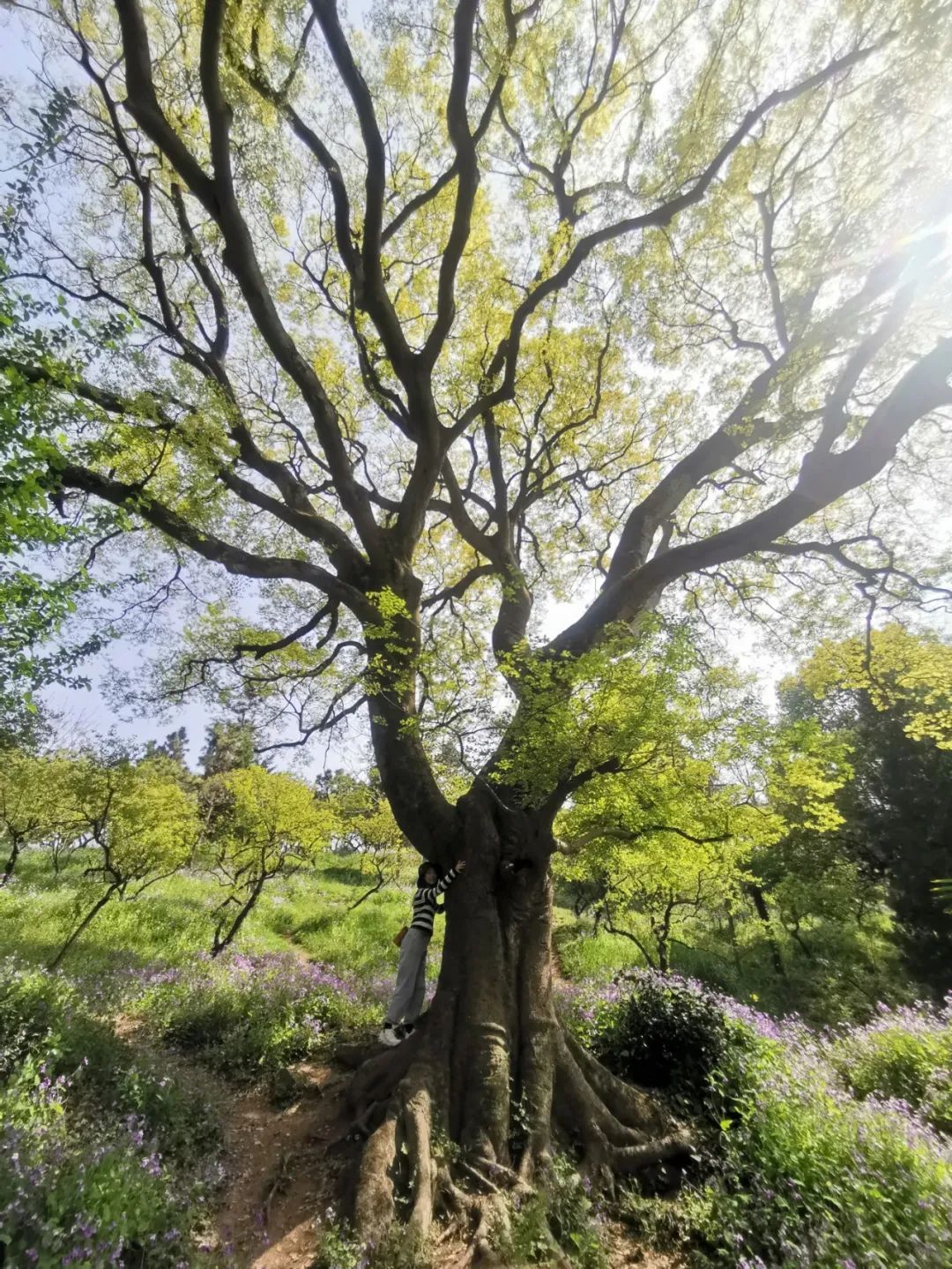 南京这棵树,刷屏了 南京这棵树,刷屏了