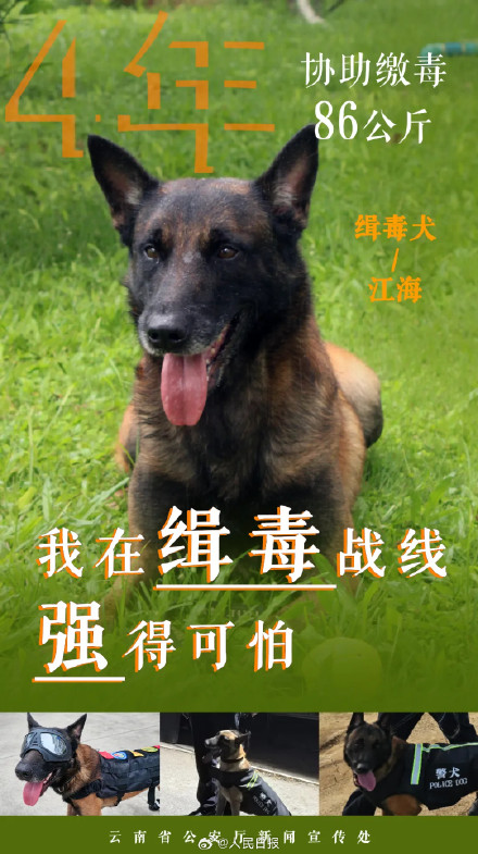 点赞无言的战友！缉毒汪汪队成绩单强得可怕