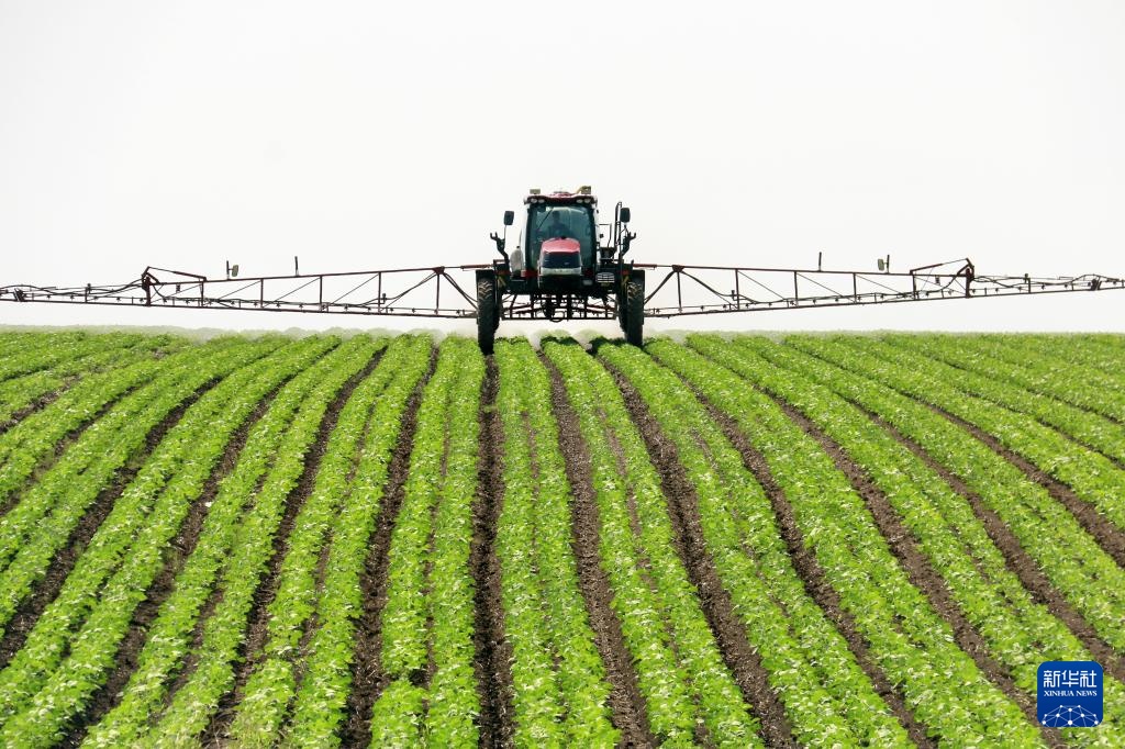 黑龙江垦区:“用养结合”保护黑土地 黑龙江垦区:“用养结合”保护黑土地