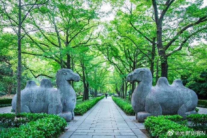 南京这棵树,刷屏了 南京这棵树,刷屏了