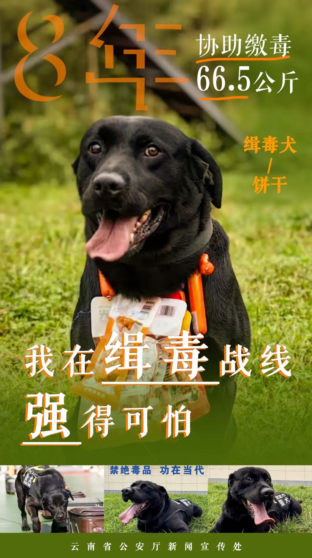 点赞无言战友!缉毒汪汪队成绩强得可怕 点赞无言战友!缉毒汪汪队成绩强得可怕