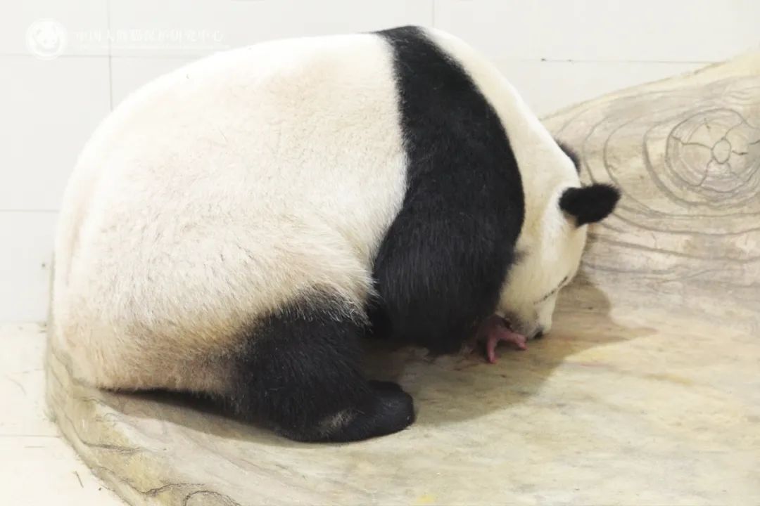 2025年首只大熊猫幼崽诞生 状况良好 2025年首只大熊猫幼崽诞生 状况良好