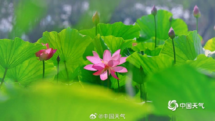 “荷”你相约 北京颐和园荷花图上新啦