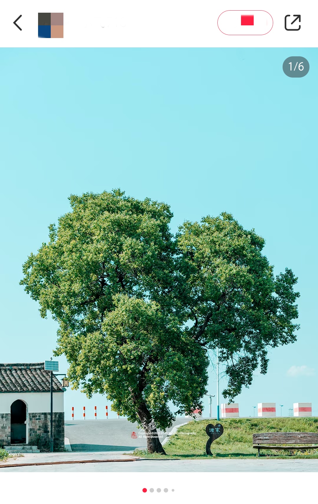 南京这棵树,刷屏了 南京这棵树,刷屏了
