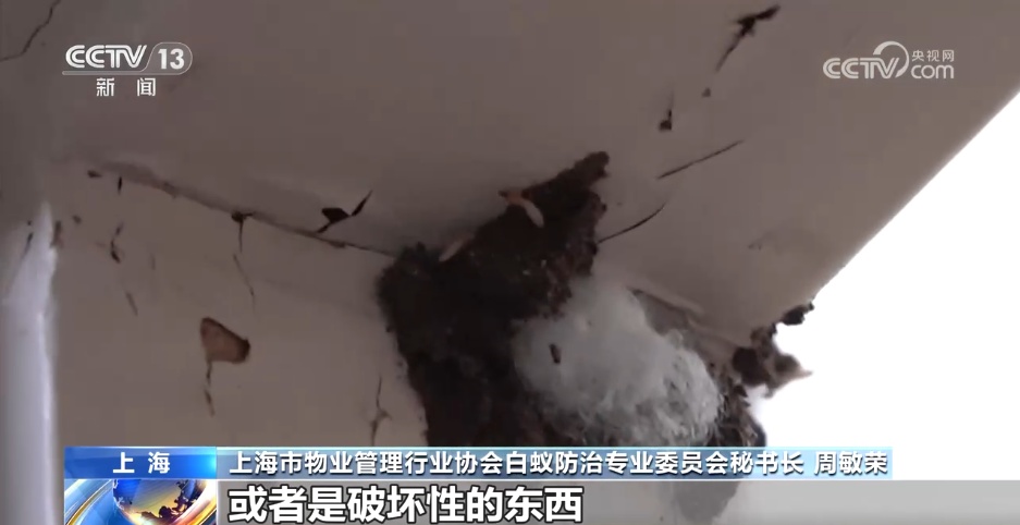 家白蚁进入繁殖活跃期 如何预防灭杀白蚁?这份建议请收好 家白蚁进入繁殖活跃期 如何预防灭杀白蚁?这份建议请收好