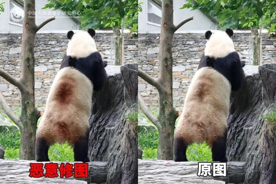大熊猫背上有“血洞”？熊猫中心回应