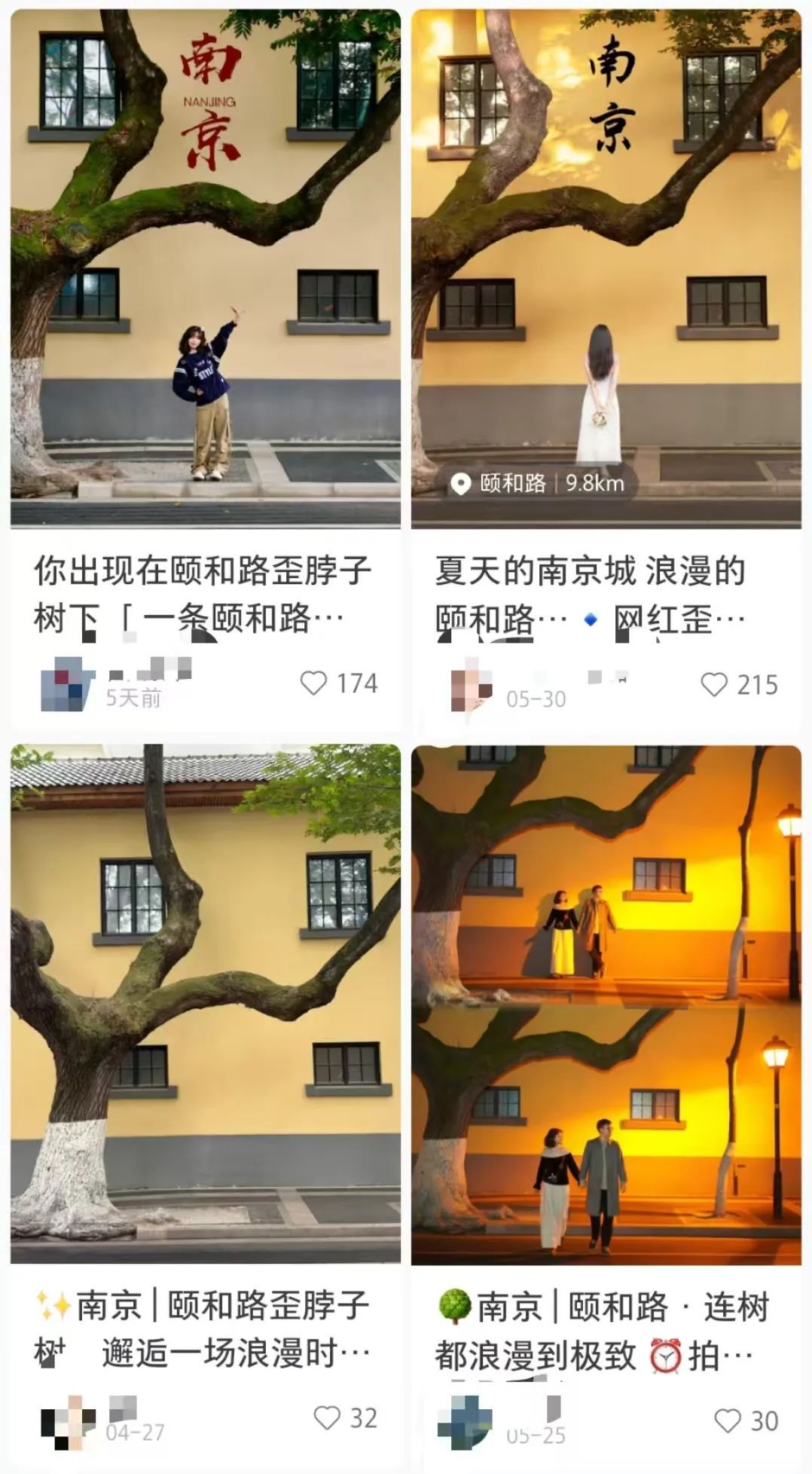 南京这棵树,刷屏了 南京这棵树,刷屏了