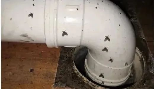 8岁女童持续呕出活虫!医生揪出元凶,快检查家里这些卫生死角 8岁女童持续呕出活虫!医生揪出元凶,快检查家里这些卫生死角