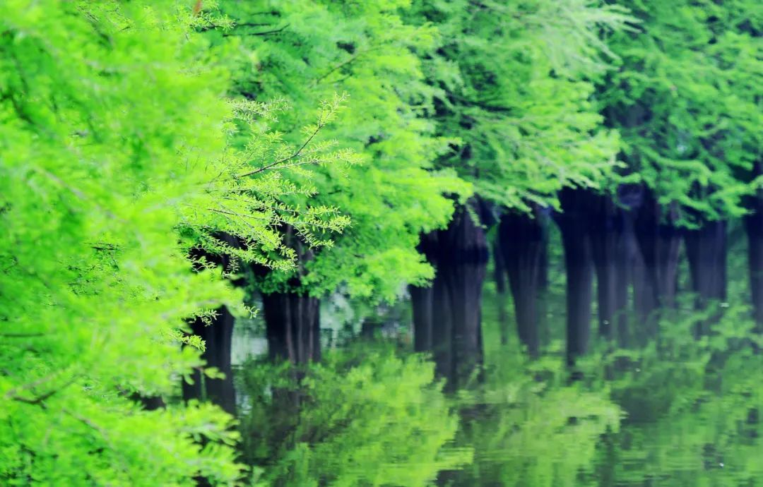 南京这棵树,刷屏了 南京这棵树,刷屏了