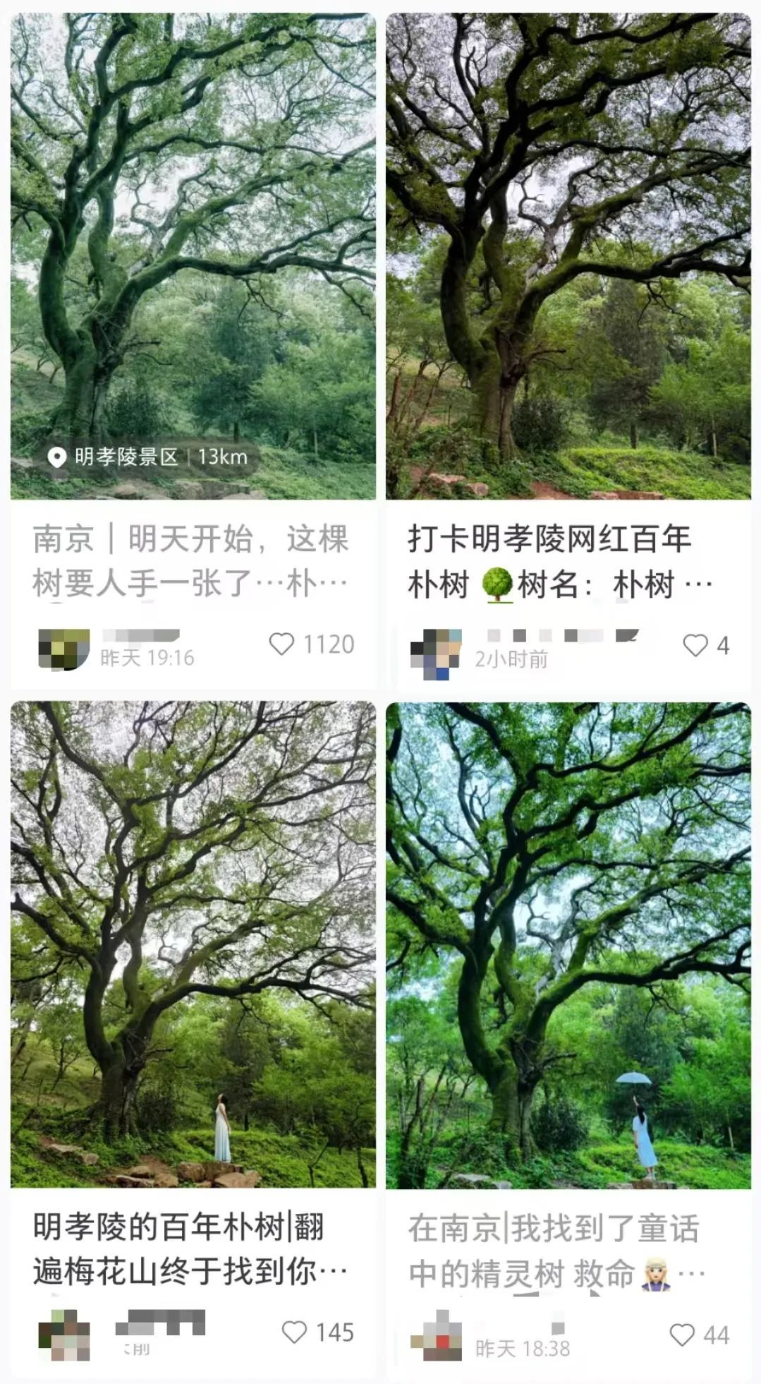 南京这棵树,刷屏了 南京这棵树,刷屏了