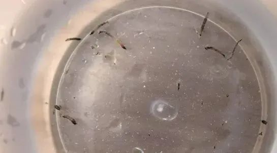 8岁女童持续呕出活虫!医生揪出元凶,快检查家里这些卫生死角 8岁女童持续呕出活虫!医生揪出元凶,快检查家里这些卫生死角