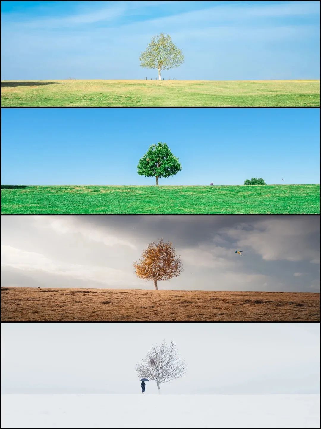 南京这棵树,刷屏了 南京这棵树,刷屏了