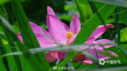 “荷”你相约 北京颐和园荷花图上新啦