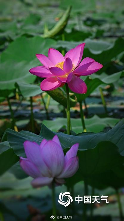 “荷”你相约 北京颐和园荷花图上新啦