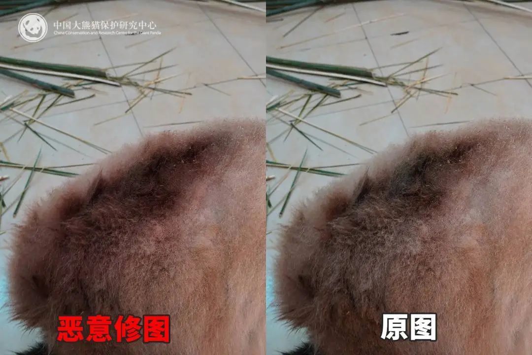 大熊猫背上有“血洞”？熊猫中心回应