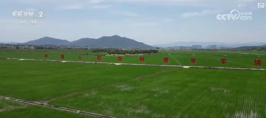 全国土地日丨从闲置地到丰收田 城市耕地实现生态经济效益双赢
