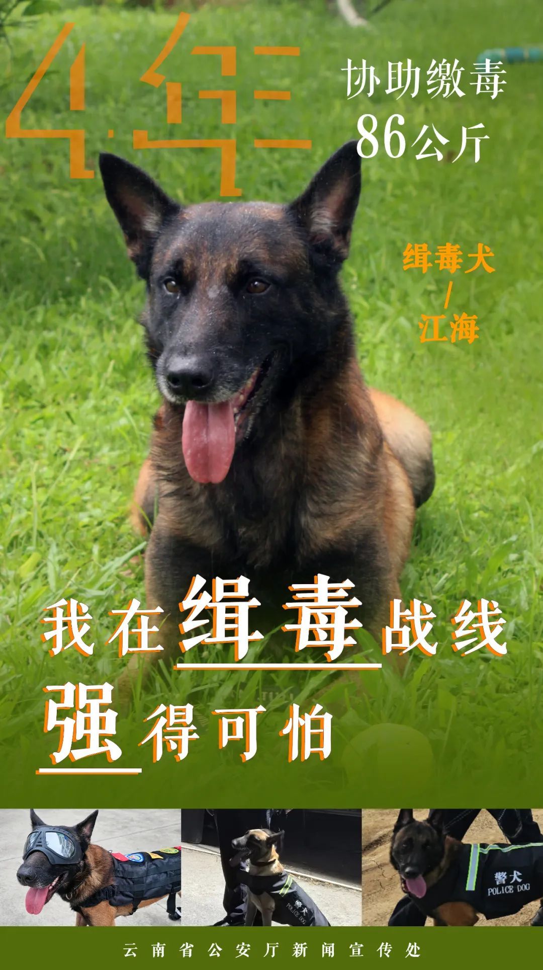 点赞无言战友!缉毒汪汪队成绩强得可怕 点赞无言战友!缉毒汪汪队成绩强得可怕