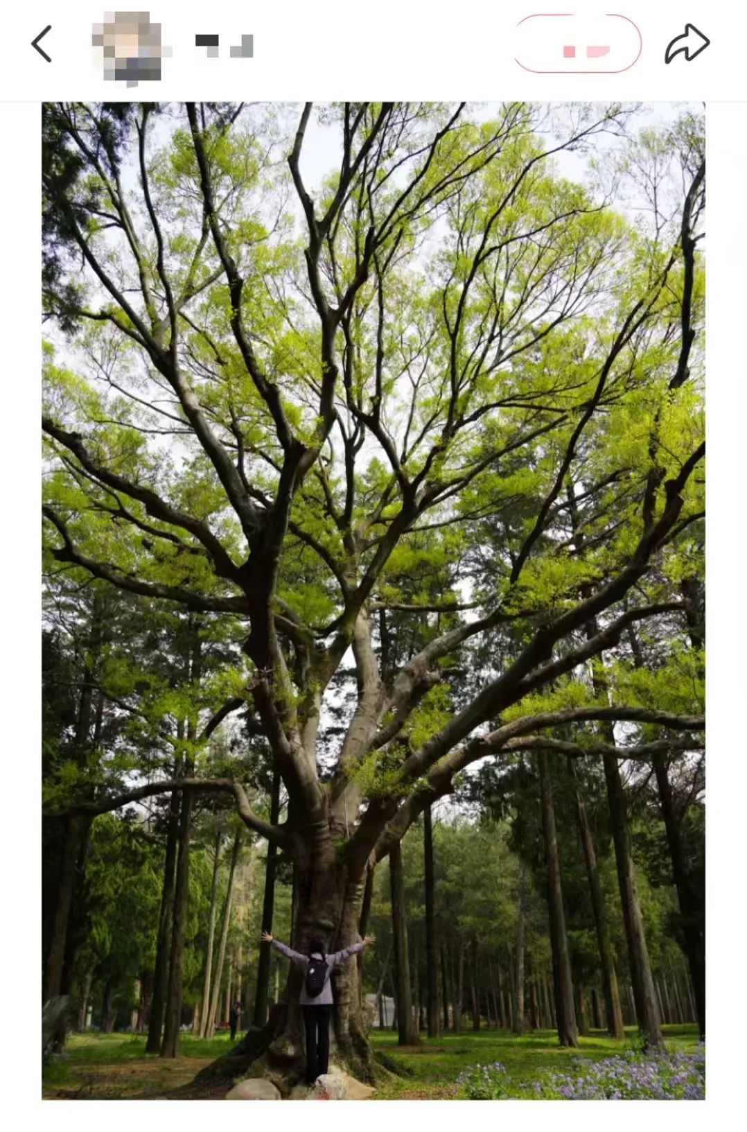南京这棵树,刷屏了 南京这棵树,刷屏了