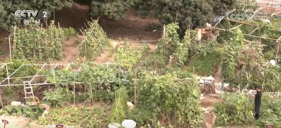 全国土地日丨从闲置地到丰收田 城市耕地实现生态经济效益双赢