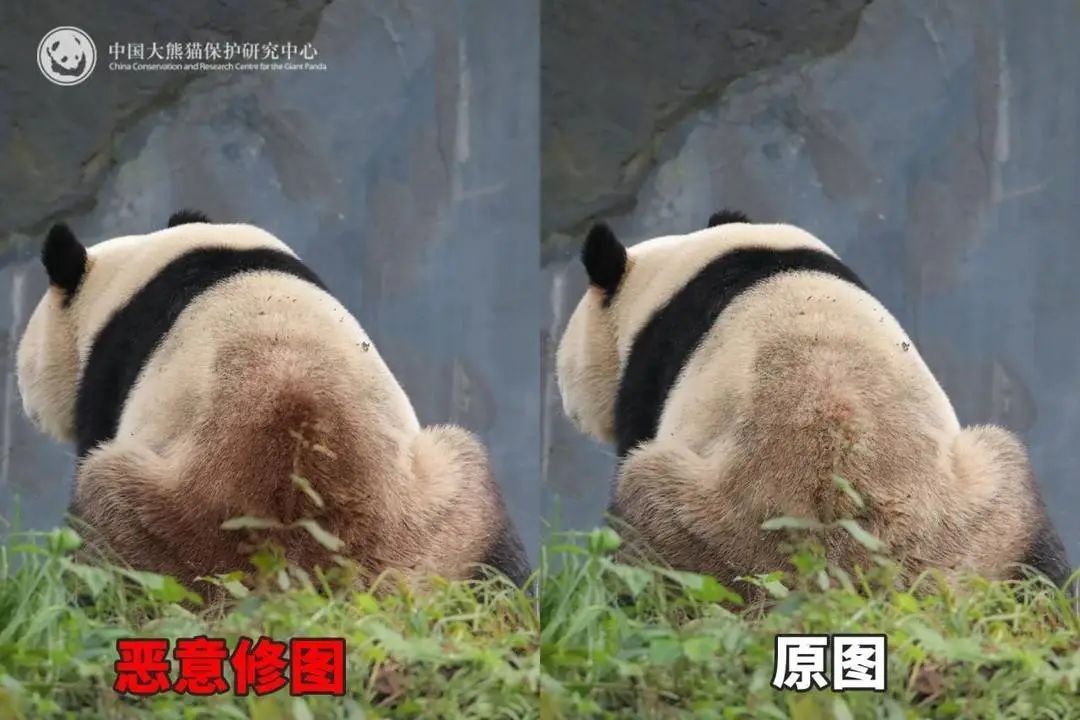 大熊猫背上有“血洞”？熊猫中心回应