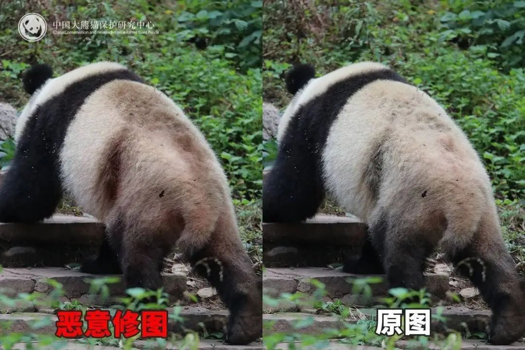 大熊猫背上有“血洞”？熊猫中心回应