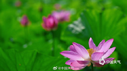 “荷”你相约 北京颐和园荷花图上新啦