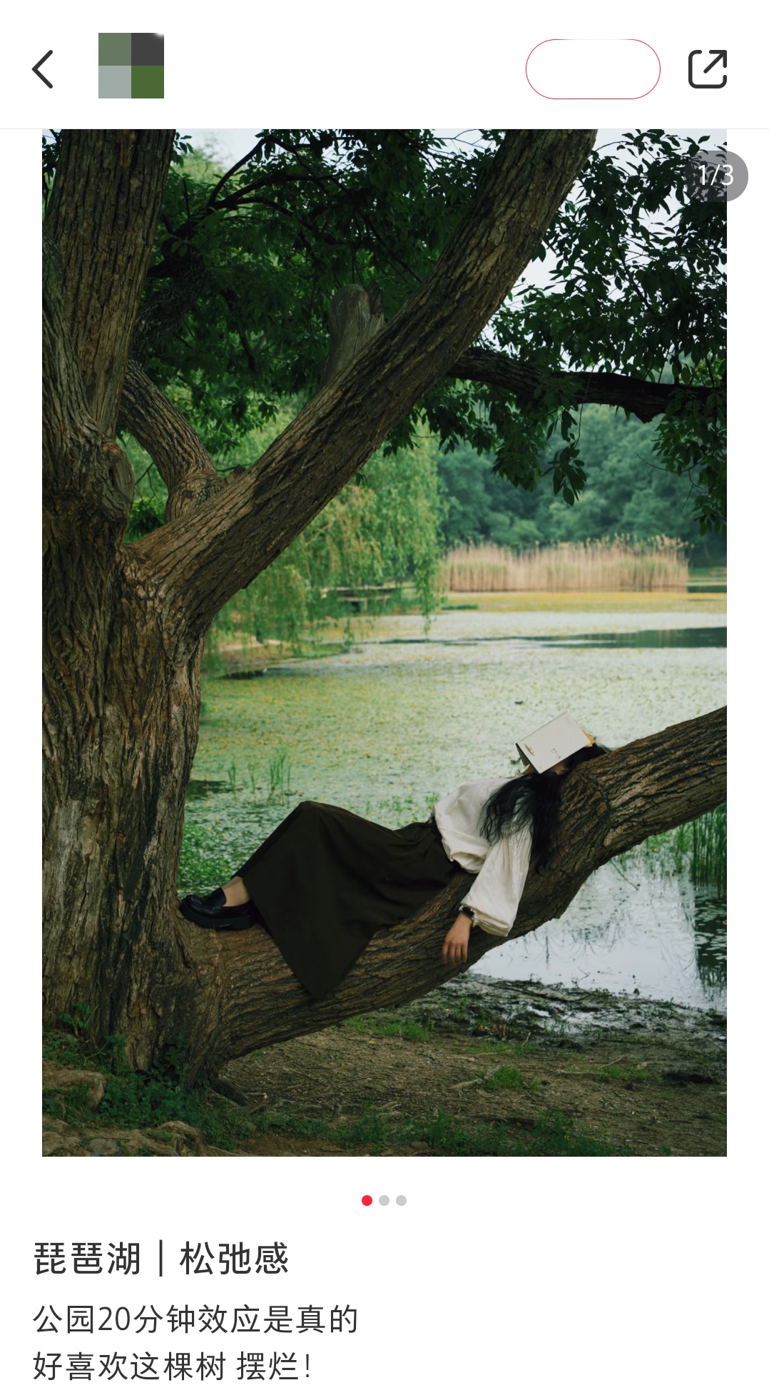 南京这棵树,刷屏了 南京这棵树,刷屏了